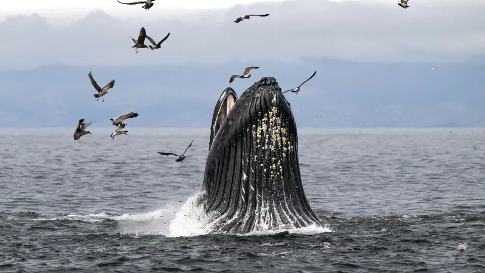 Klimato smūgis vandenynų milžinams: banginiai netenka maisto, rykliams gresia išnykimas
