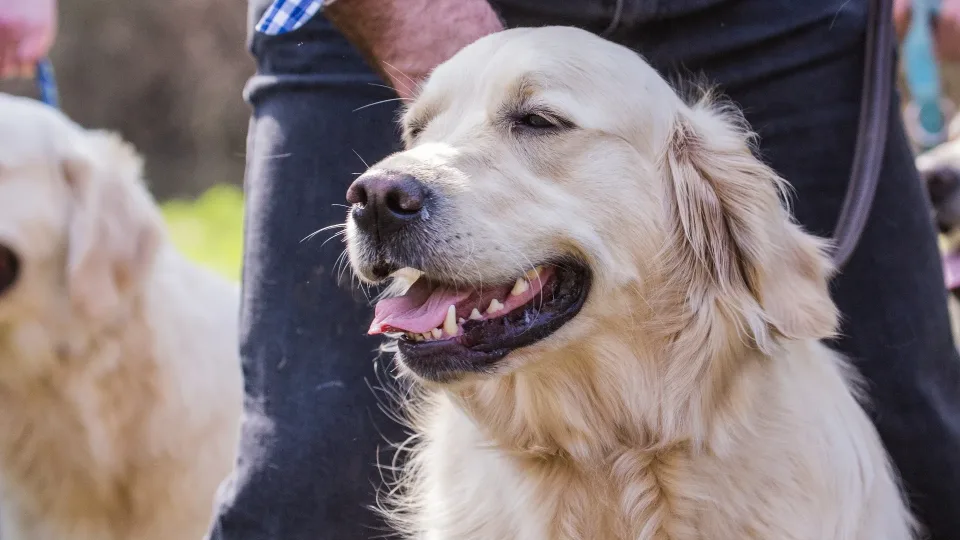 Genetinis ryšys tarp žmogaus ir šuns: paaiškėjo, kodėl mūsų augintiniai bijo ir pyksta