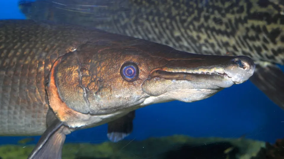 Gyvasis dinozauras atsidūrė ant išnykimo slenksčio: Kuba kovoja dėl paskutinių šarvuotosios lydekos