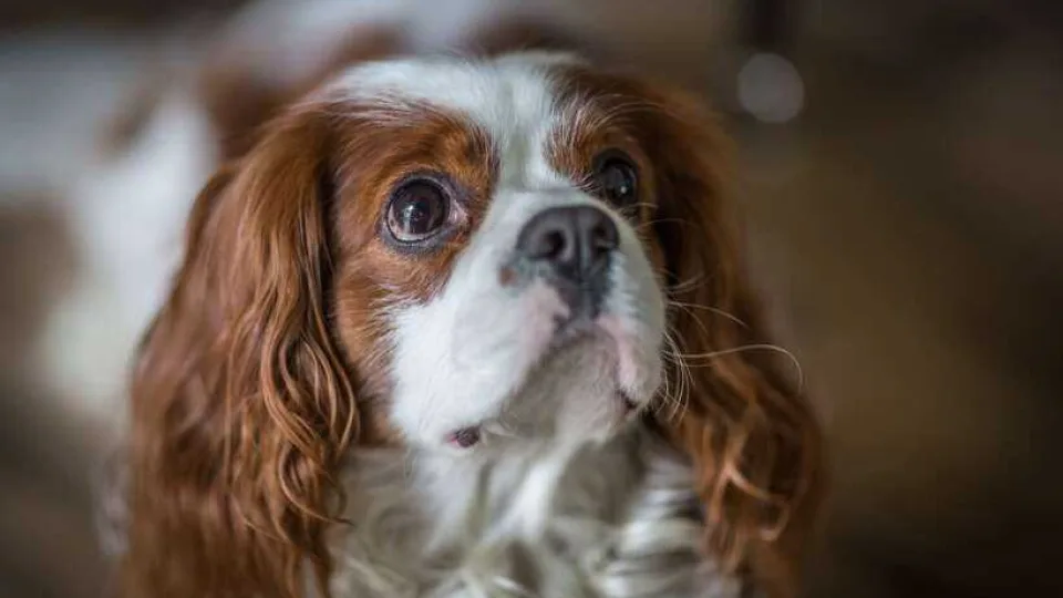 Ar leisti augintiniui lipti ant sofos? Kinologas rėžė be jokių užuolankų, tai nustebins daugelį