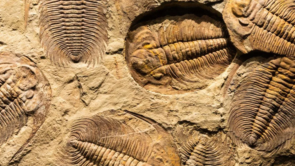 Sugriauti visi evoliucijos modeliai: naujas radinys supurtė mokslininkų bendruomenę