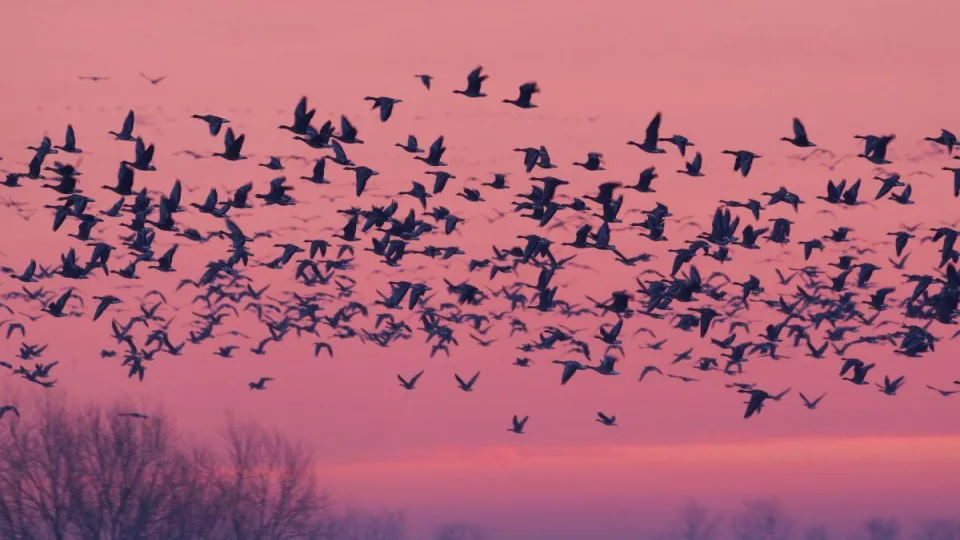 Be šių miškų migruojantiems paukščiams gręsia išnykimas, štai kodėl jie tokie svarbūs