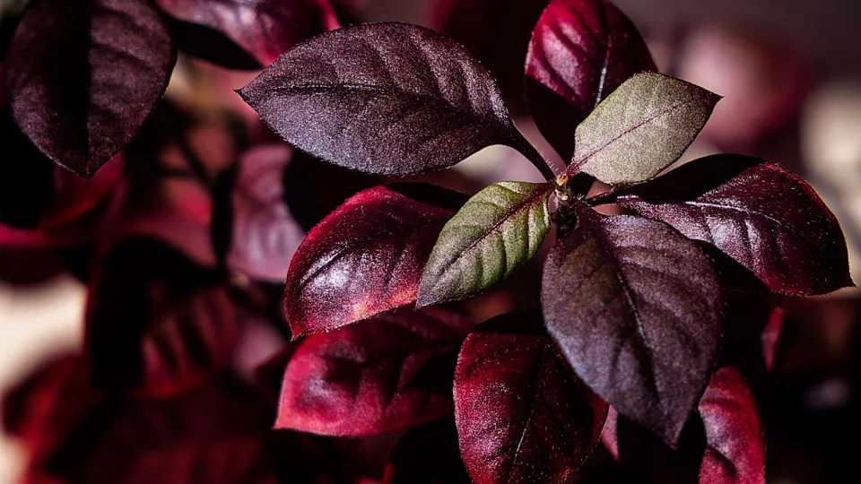 Naujasis ginklas prieš artritą? Brazilų tyrimas atskleidė paslaptį, slypinčią pakrančių augaluose