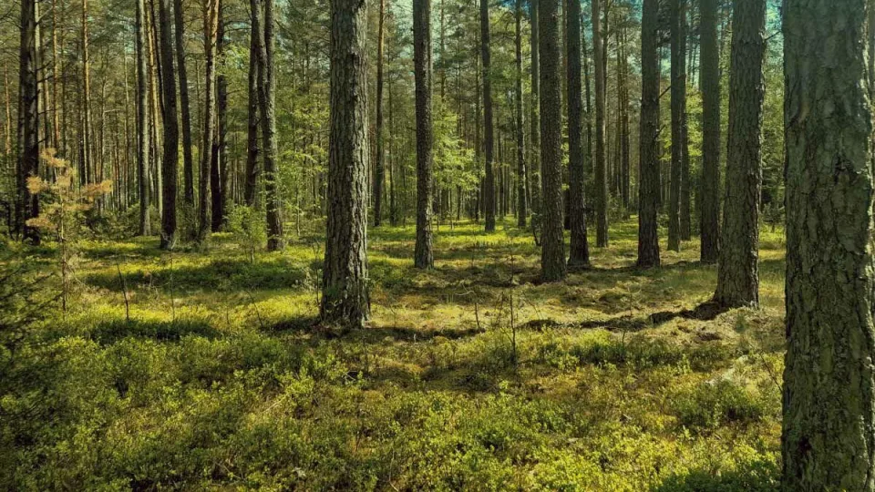 Kiekvienas medis turi savo balsą: pasakė, kaip apginti Lietuvos miškus, neperžengiant įstatymo ribų