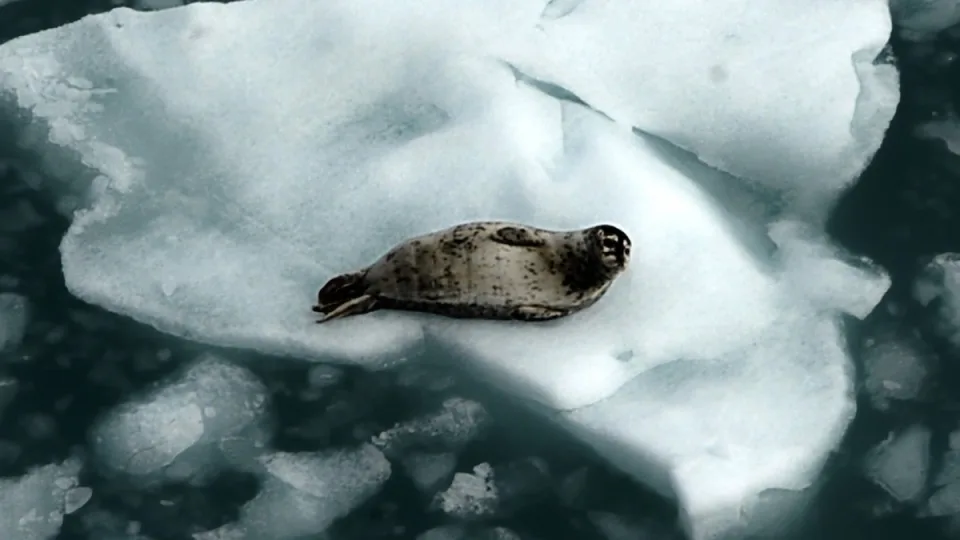 Ar mūsų planeta artėja link katastrofos? Žemė šyla greičiau nei mes galėjome įsivaizduoti