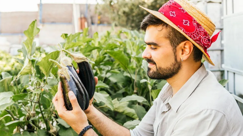 Pasirūpinkite savo baklažanais: sužinokite, kaip juos tinkamai laikyti, kad jie neprarastų skonio