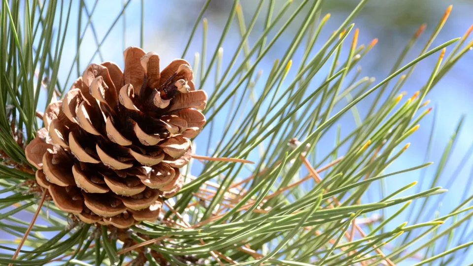 Miško derliaus metai: specialistai pasakė, kurie medžiai subrandino daugiausiai sėklų