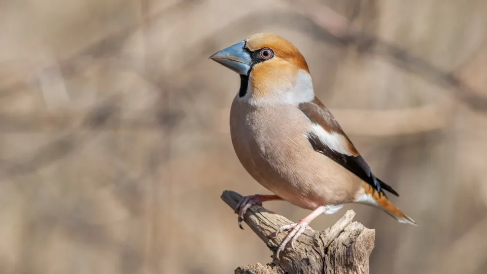 Grėsmingas snapas ir švelnus būdas: žiemos soduose pasirodantis paukštis, kurio nepamiršite