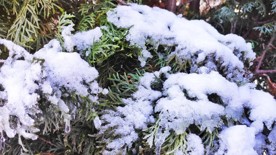 Sodo puošmenos žiemą miršta tyliai: dažniausios klaidos, kurios naikina net gražiausias tujas