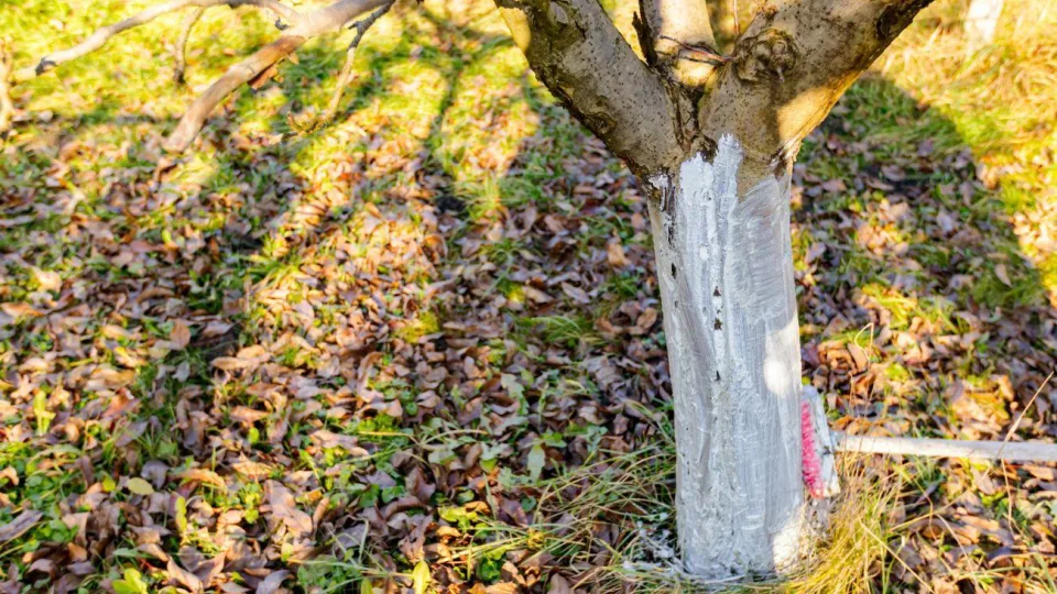 Kodėl sausį būtina balinti vaismedžių kamienus? Šį paprastą triuką žino tik labiausiai patyrę sodininkai