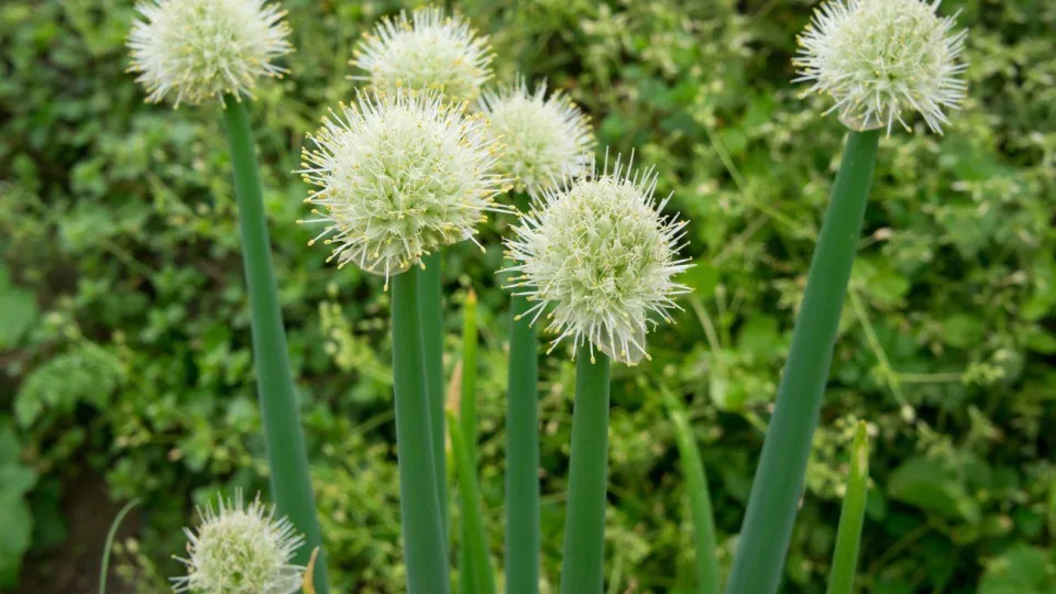 Būtinai pasodinkite dar šį sodininkystės sezoną: septynios daržovės, kurias jau spėjome pamiršti