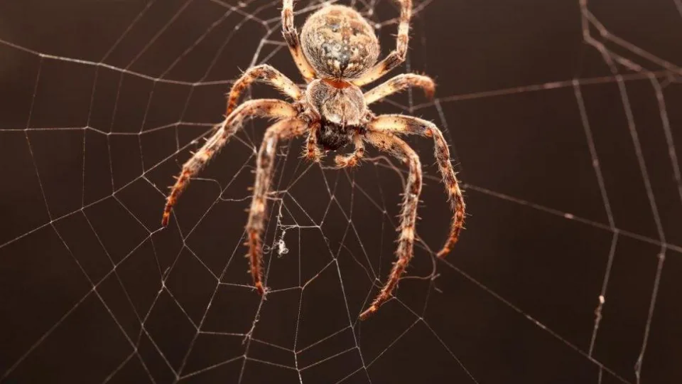 Neįtikėtini faktai apie vorus: sužinokite, kiek jų išties gyvena mūsų namuose, tai gali ir šokiruoti