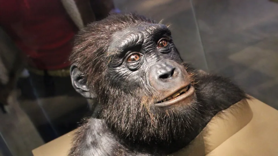 Mokslininkai patvirtina: rastas vienas seniausių žmonių protėvių, jis vaikščiojo dviem kojomis