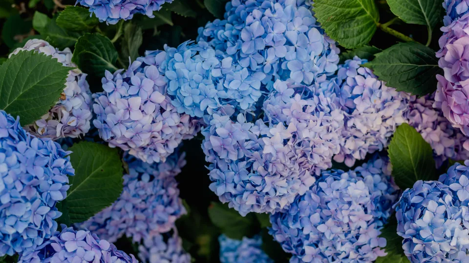 Didžiausia sodininkų paslaptis: padarykite tai dabar ir pavasarį jūsų hortenzijos sprogs nuo žiedų