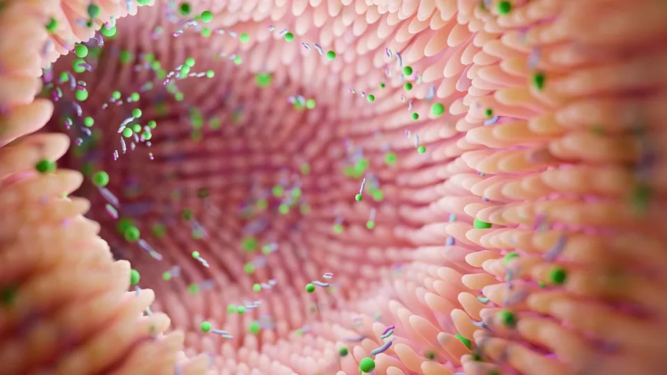 Mokslininkai pelėms persodino žmonių žarnyno bakterijas, jų elgesys pasikeitė stulbinamai greitai