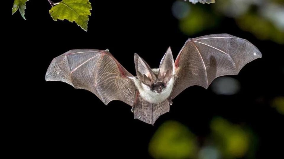 Be akių, bet su neįtikėtinais pojūčiais: gyvūnai, kuriems tamsa – ne kliūtis