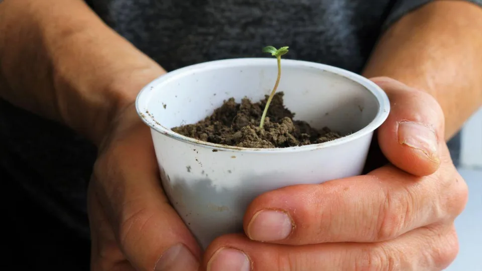 Sėkite tai dar šį mėnesį: šiuos augalus pasėję sausį, vasarą džiaugsitės rekordiniu derliumi