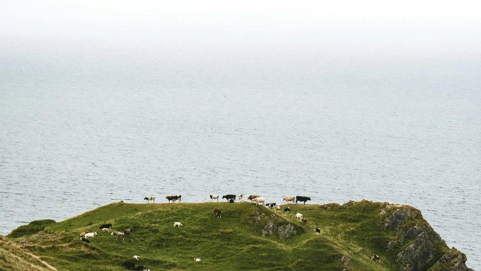 Archeologai neteko žado: Britanijoje rastas tūkstančius metų slėptas karo trimitas