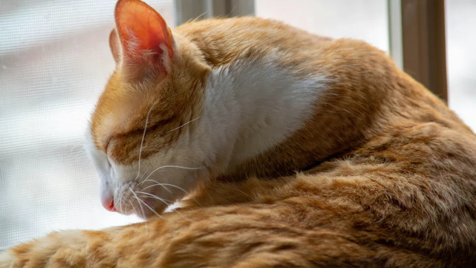 Šis katės elgesys dažnai palaikomas normaliu – bet tai gali būti signalas apie artėjančią ligą