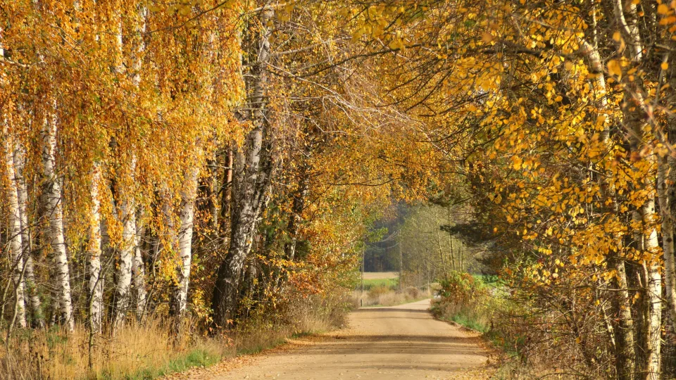 Ko nepadarysi, kad išvengti baudos: girto lenko poelgis šokiravo net ir vietinę policiją