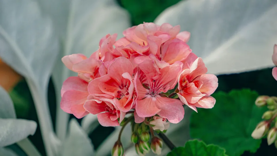 Išbandykite vieną pamirštą triuką dar sausį ir pelargonijos pavasarį tiesiog sprogs žiedais