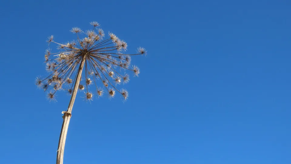 Sostinėje startuoja intervencija, kurios išvengti nepavyks net privačiuose sklypuose