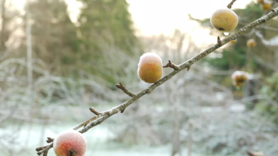 Pavojus vaismedžiams, kurio daugelis nepastebi: šis parazitas tyliai naikina slyvas ir vyšnias