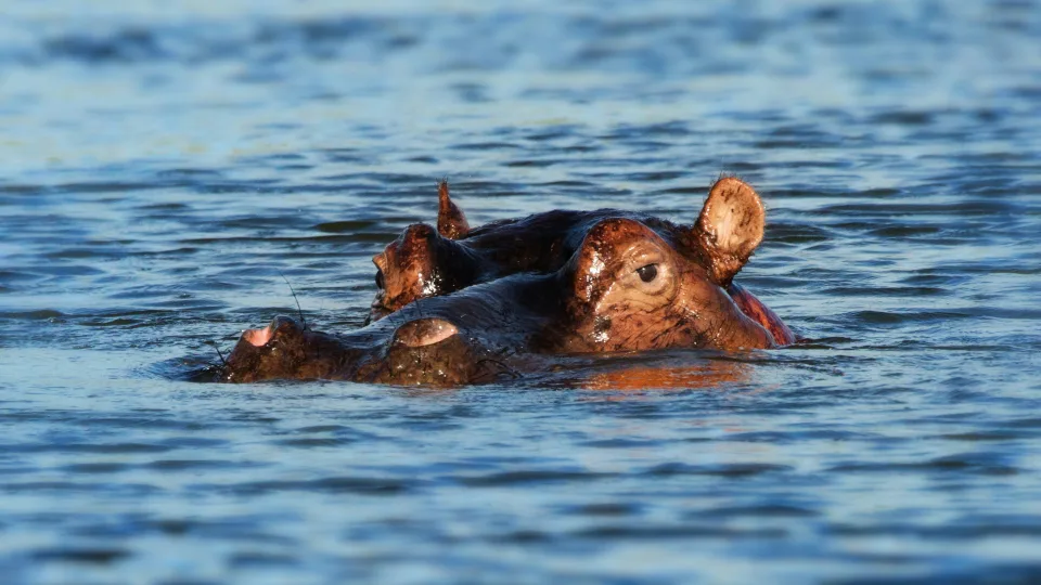 Kenijoje – žiaurus begemotų išpuolis: nelegalios žvejybos metu tragiškai žuvo keturi jauni vyrai