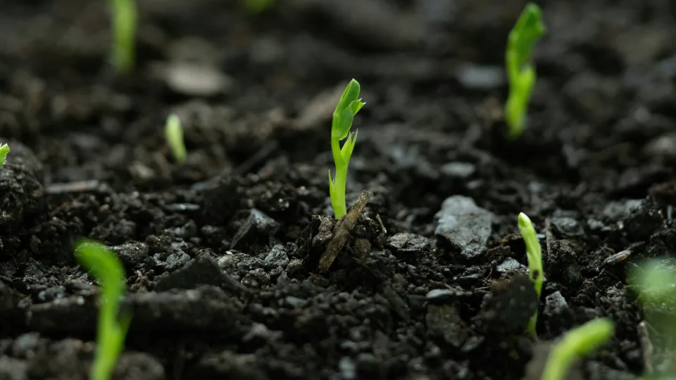 Agronomai atskleidžia rotacijos paslaptis: slaptas derlingo daržo kodas, kurį žino tik pažengusieji