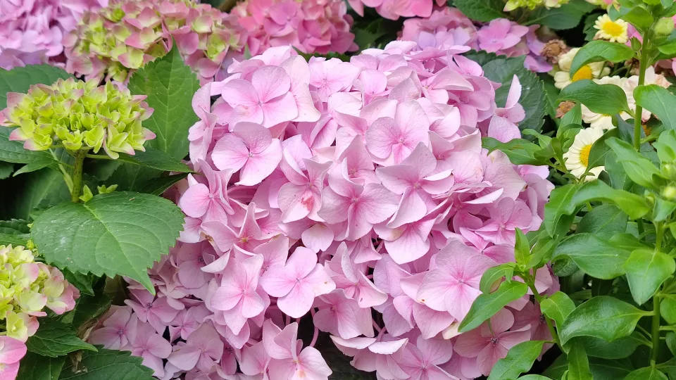 Kaip išryškinti hortenzijų grožį? Pasakiški augalų deriniai visiems sezonams, kurie nepaliks abejingų