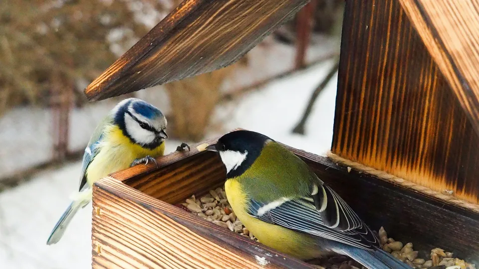 Atrodo nekaltai, bet gali pražudyti: pasakė, ką dauguma daro neteisingai lesindami paukščius