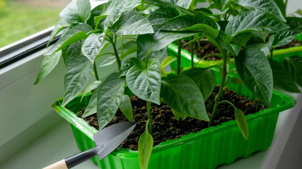 Kodėl paprikas turėtumėte dar sausį? Sužinokite, kokie yra tokio sprendimo privalumai