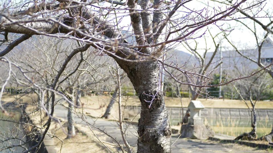 Jei praleisi sausį, prarasi derlių: žiemos skiepijimas, kuris pavasarį duoda stebinantį rezultatą