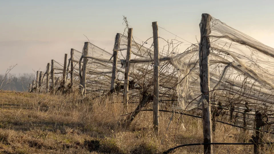 Vynmedžių genėjimo klaida, dėl kurios prarandate derlių: kada ir kaip genėti teisingai