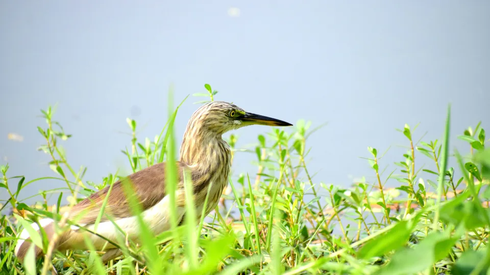 125 metus dingęs paukštis vėl aptiktas Indijoje: garso įrašas sukėlė mokslininkams euforiją