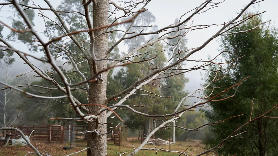 Sodo ekspertai įspėja: šis mėnuo lemia, ar sulauksite derliaus