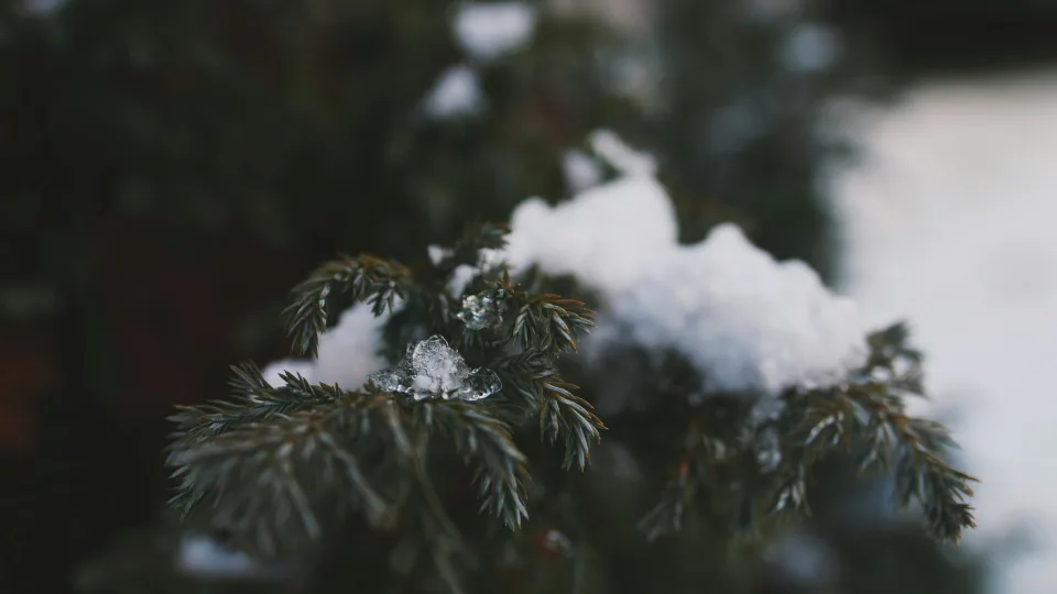 Šis žiemos triukas naikina sodo kenkėjus:	pavasarį pamiršite apie kirmėles bei šliužus