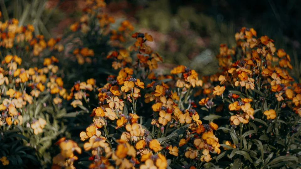 Tobulas augalas išsiblaškiusiems sodininkams: stulbinantis kvapas, jokių rūpesčių ir atsparumas ligoms