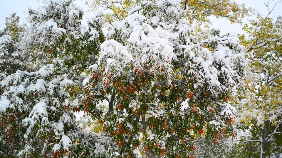 Žiema vaismedžiams gali smogti skaudžiai: pasekmės išryškėja tik pavasarį