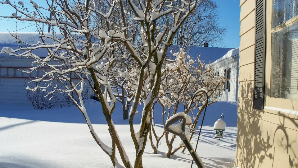 Kol sniegas dar laikosi, nepraleiskite šio žingsnio: sodas vėliau atsilygins su kaupu