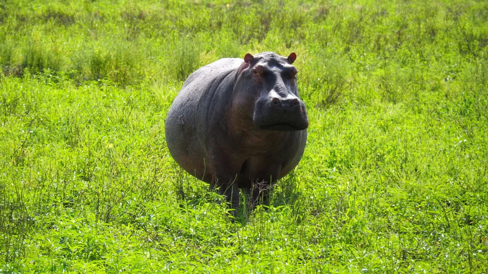 Šis gėrimas dažnai rekomenduojamas nuo pilvo pūtimo: kodėl jį renkasi vis daugiau žmonių?