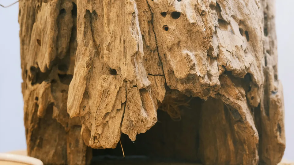 Egipto oloje rasta tai, ko mokslininkai nesitikėjo: septynios gepardų mumijos ir dar daugiau