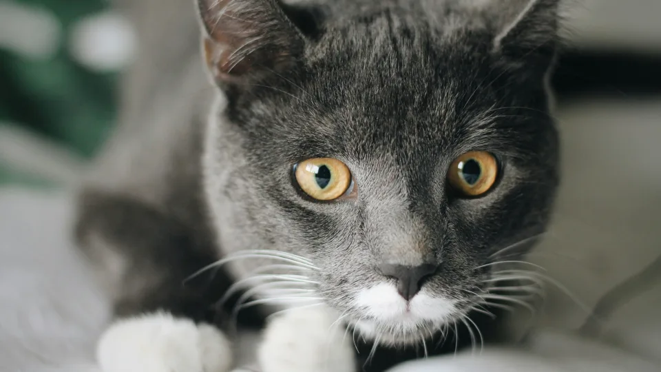 Europinis trumpaplaukis ar beveislis katinas? Veisėja atskleidė klaidą, kurią daro beveik visi lietuviai