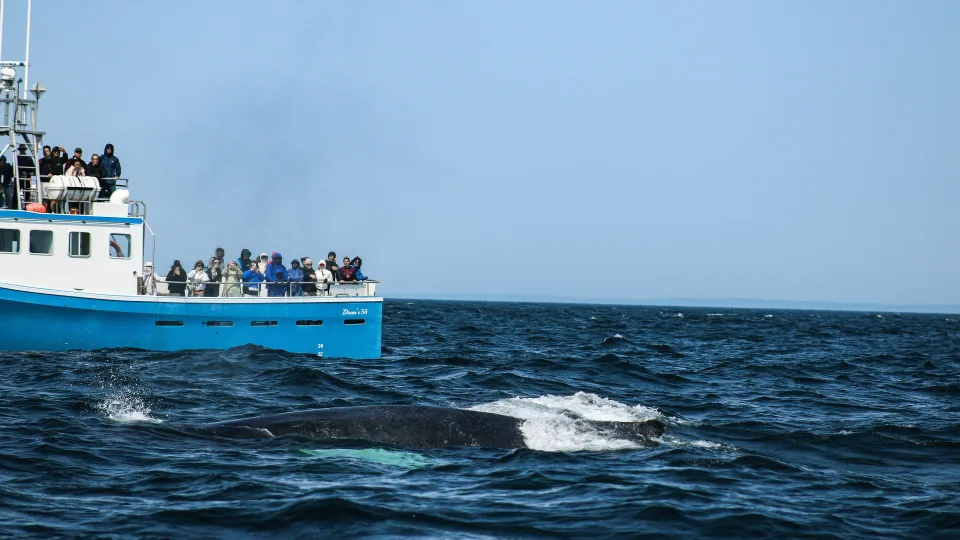 Mokslininkų atradimas keičia istoriją: banginių medžioklės ištakos visai ne šiaurėje