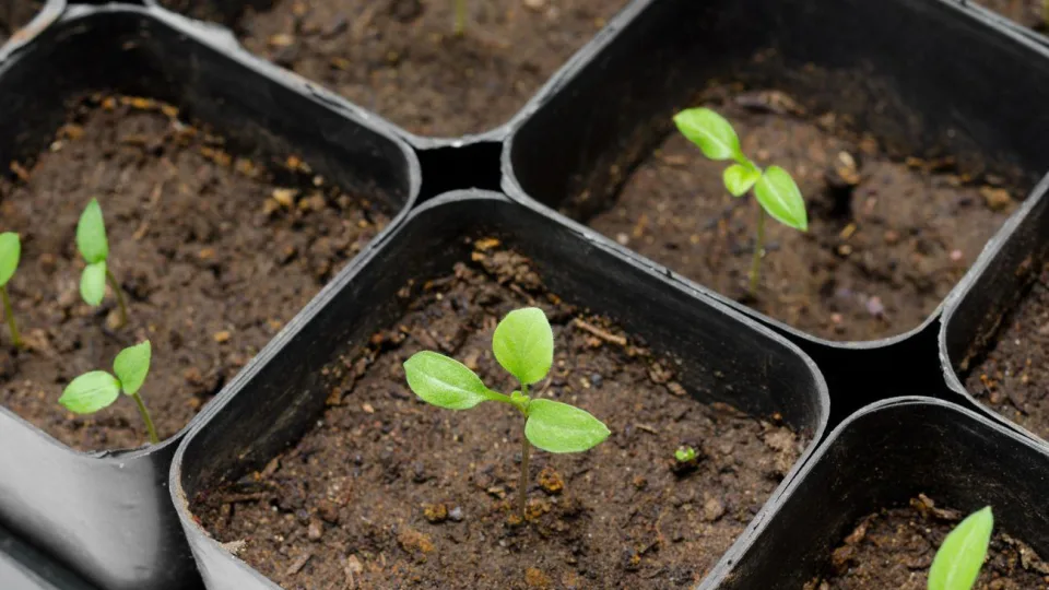 Artėja svarbus terminas: pasakė, kada sėti baklažanus, kad vasarą džiaugtumėtės gausiu derliumi