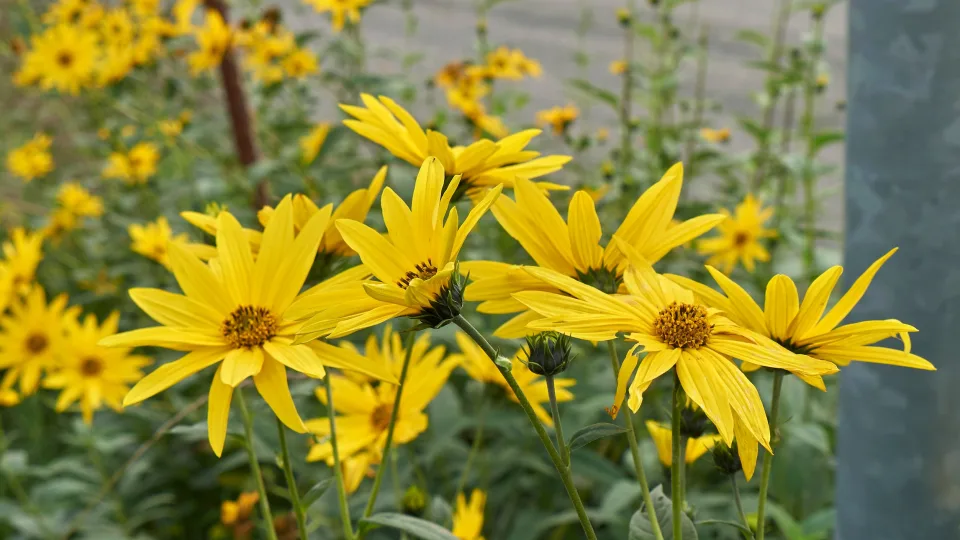 Siurbia dirvą ir platina įvairias ligas: šių 5 augalų rekomenduojama niekada nesodinti savo sode