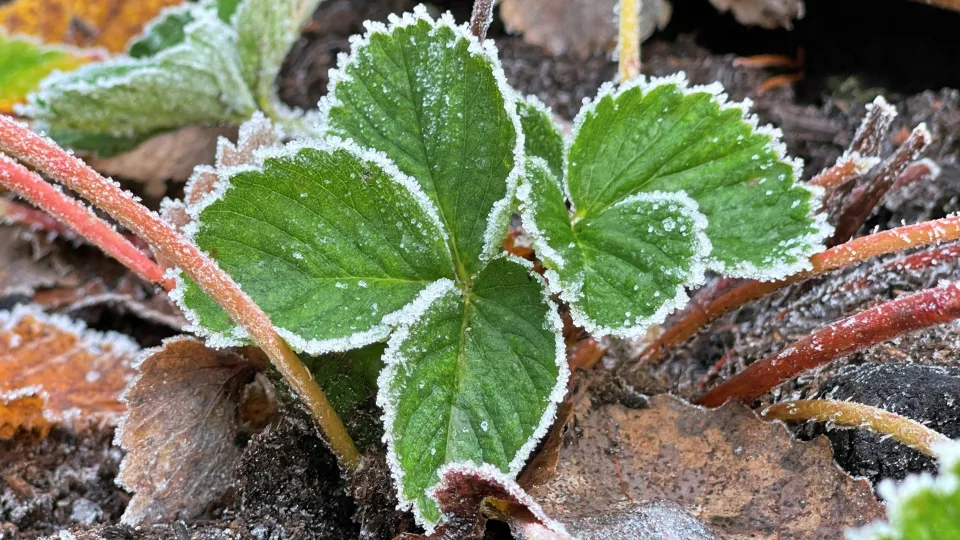 Pavasaris dar neprasidėjo, o sodas jau kenčia: specialistė įspėja apie tylų pavojų