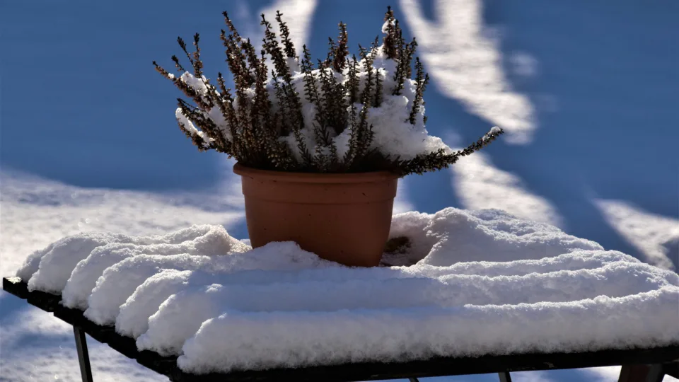 Šie populiarūs sodo augalai neišgyvens be apsaugos: klaida, kuri kasmet kainuoja derlių