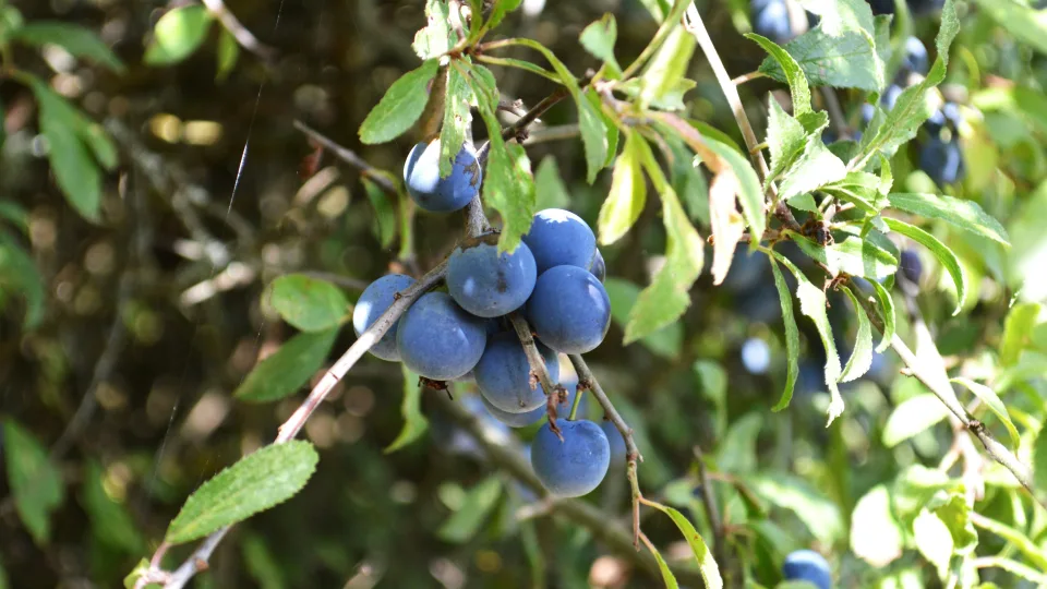 Patyrę sodininkai nustebę: šis paprastas šilauogių triukas duoda rezultatą, kurio nesitikėjo