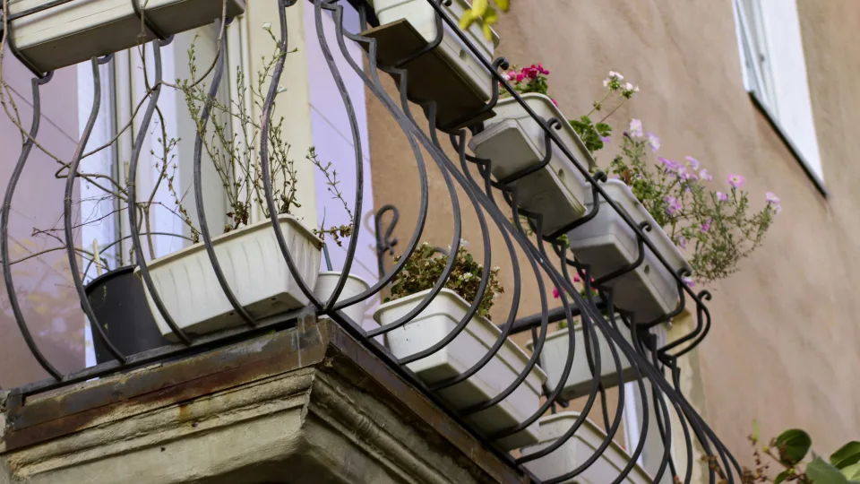 Kaip už centus apželdinti balkoną petunijomis ir surfinijomis? Viena sėjos gudrybė pakeis viską